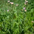 Flavien Saboureau · CC BY 4.0 · GBIF