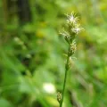 arthur_haendler · CC BY 4.0 · GBIF