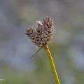 Oleif Johnsen · CC BY 4.0 · GBIF