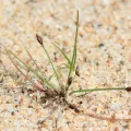 Quinten Wiegersma · CC BY 4.0 · GBIF