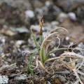 Marianne Moe · CC BY 4.0 · GBIF