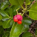 Ian Wright · CC BY 4.0 · GBIF