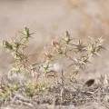 Eleftherios Katsillis · CC BY 4.0 · GBIF