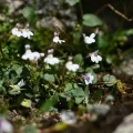 Flavien Saboureau · CC BY 4.0 · GBIF