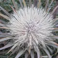 Marios Thoma · CC BY 4.0 · GBIF