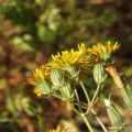 Duarte Frade · CC BY 4.0 · GBIF