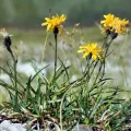 Wolfgang Jauch · CC BY 4.0 · GBIF