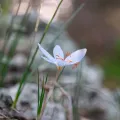 Eleftherios Katsillis · CC BY 4.0 · GBIF
