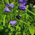 Anne Taylor · CC0 1.0 · GBIF
