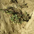dune_ninja · CC0 1.0 · GBIF