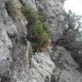 Daniel Cahen · CC BY 4.0 · GBIF
