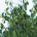 Fernando Sessegolo · CC0 1.0 · GBIF