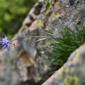 Flavien Saboureau · CC BY 4.0 · GBIF