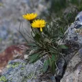 Flavien Saboureau · CC BY 4.0 · GBIF