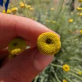 Heiko Hentschel · CC0 1.0 · GBIF