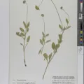 Meise Botanic Garden · CC BY 4.0 · GBIF