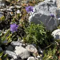 Mirko Ubović · CC0 1.0 · GBIF