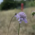 arthur_haendler · CC BY 4.0 · GBIF