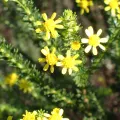 Karen Eichholz · CC BY 4.0 · GBIF