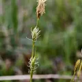 Michael Pongratz · CC0 1.0 · GBIF