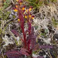 Jan Ole Olsen · CC BY 4.0 · GBIF