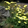 Flavien Saboureau · CC BY 4.0 · GBIF