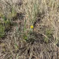 Eric Watts · CC BY 4.0 · GBIF