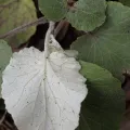 Daniel Cahen · CC BY 4.0 · GBIF