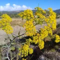 Eleftherios Katsillis · CC BY 4.0 · GBIF