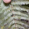Daniel J. Layton · CC BY 4.0 · GBIF