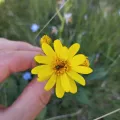 Mikel Etxeberria Okariz · CC BY 4.0 · GBIF