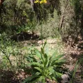 Olivier Argagnon · CC BY 4.0 · GBIF