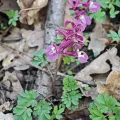 Igor Balashov · CC BY 4.0 · GBIF
