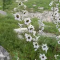 Дауд Арсанукаев · CC BY 4.0 · GBIF