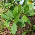 Brodie Cass Talbott · CC BY 4.0 · GBIF