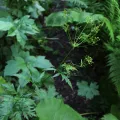 Dmitriy Bochkov · CC BY 4.0 · GBIF