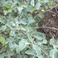 Elliot Greiner · CC BY 4.0 · GBIF