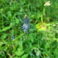 Alexander Wieser · CC0 1.0 · GBIF
