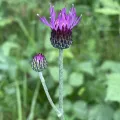 Thomas Ebner · CC BY 4.0 · GBIF