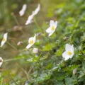 Morten Ross · CC BY 4.0 · GBIF