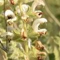 Mitch Van Dyke · CC BY 4.0 · GBIF