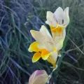 Danie Palm · CC BY 4.0 · GBIF
