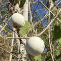 Katharine Khamhaengwong · CC BY 4.0 · GBIF