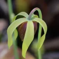 Gail A Baker · CC BY 4.0 · GBIF