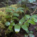 Moe Meikle · CC BY 4.0 · GBIF