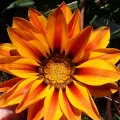 John Cowles · CC0 1.0 · GBIF
