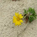 Jeremy Gilmore · CC BY 4.0 · GBIF