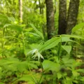 Станислав Чуванов · CC BY 4.0 · GBIF