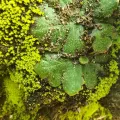 Augustin Soulard · CC BY 4.0 · GBIF