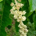 Denis Zabin · CC BY 4.0 · GBIF